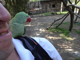 Tim with a Parrot on his shoulder in an Aviary at Zoo Veldhoven