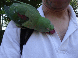 Tim with a Parrot on his shoulder in an Aviary at Zoo Veldhoven