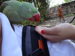 Max feeding a Parrot on Tim`s shoulder in an Aviary at Zoo Veldhoven