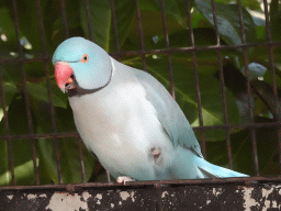 Parrot in an Aviary at Zoo Veldhoven