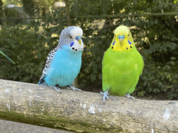 Parakeets in an Aviary at Zoo Veldhoven