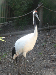 Crane at Zoo Veldhoven
