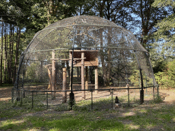 Spherical Aviary with a Stellar`s Sea Eagle at Zoo Veldhoven