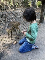 Max feeding a Muntjac at Zoo Veldhoven