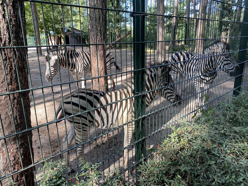 Zebras at Zoo Veldhoven