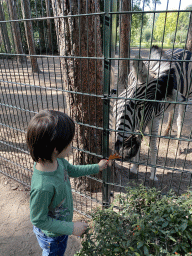 Max feeding a Zebra at Zoo Veldhoven