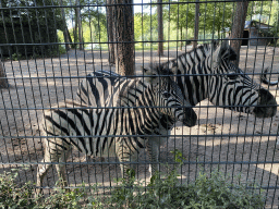 Zebras at Zoo Veldhoven