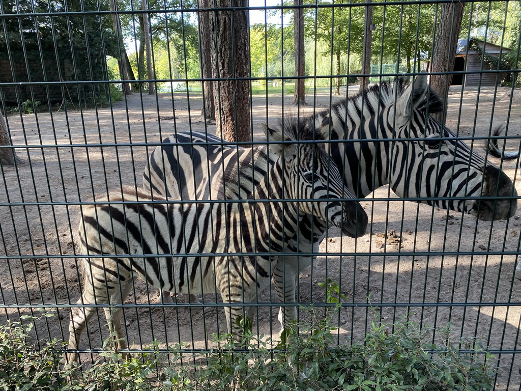 Zebras at Zoo Veldhoven