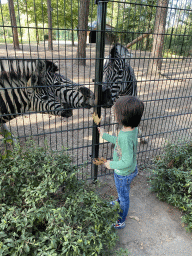 Max feeding Zebras at Zoo Veldhoven