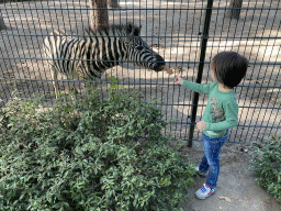 Max feeding a Zebra at Zoo Veldhoven