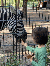 Max feeding a Zebra at Zoo Veldhoven