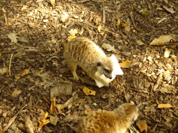 Meerkats at Zoo Veldhoven