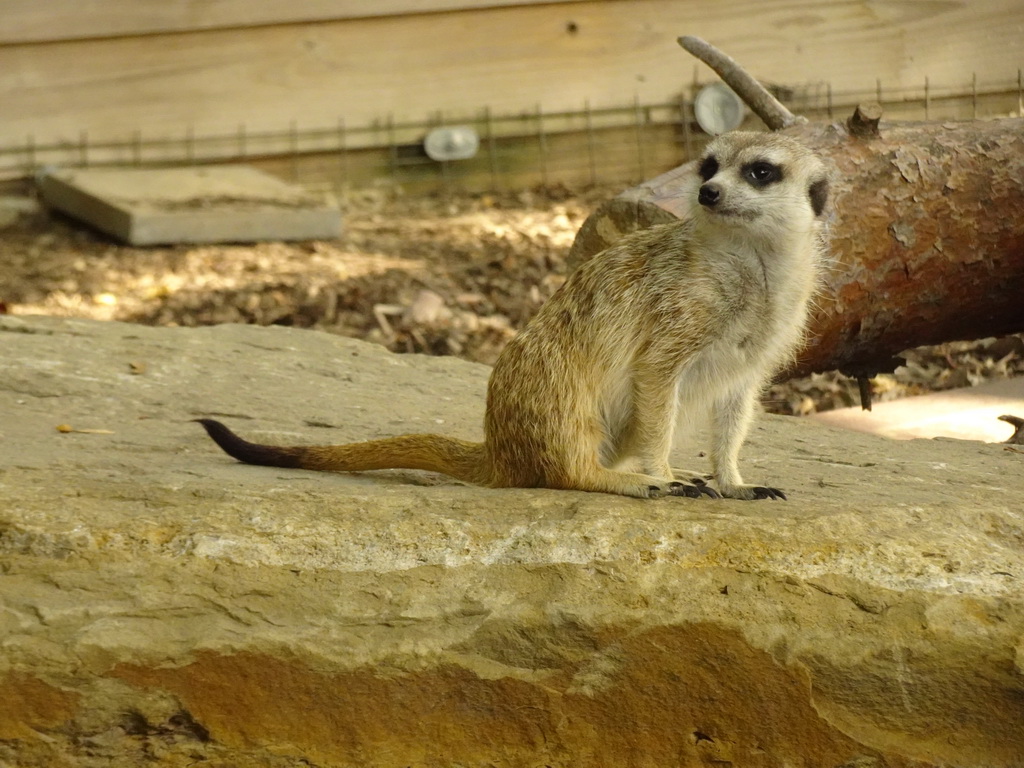 Meerkat at Zoo Veldhoven