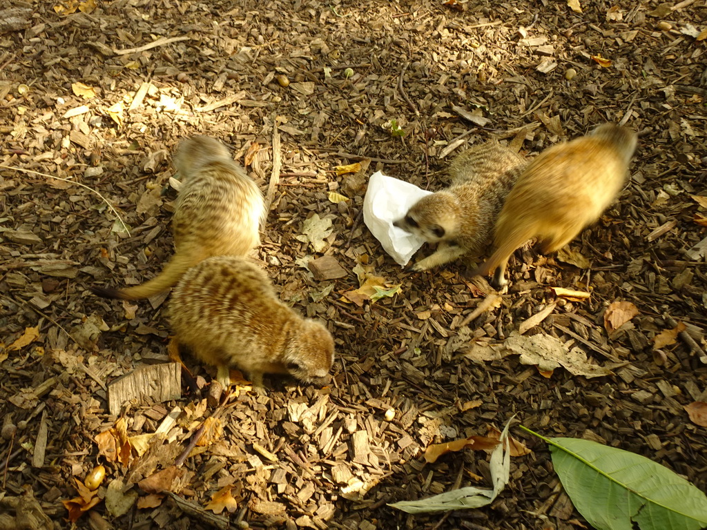 Meerkats at Zoo Veldhoven