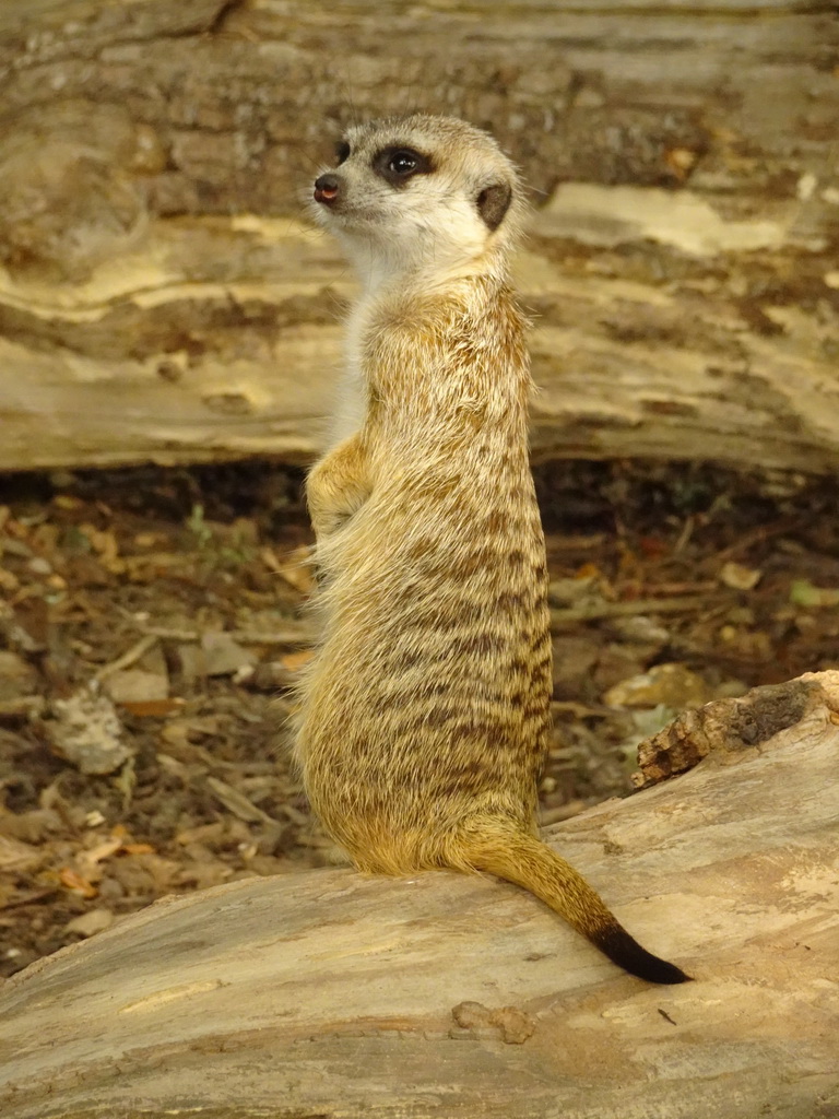 Meerkat at Zoo Veldhoven