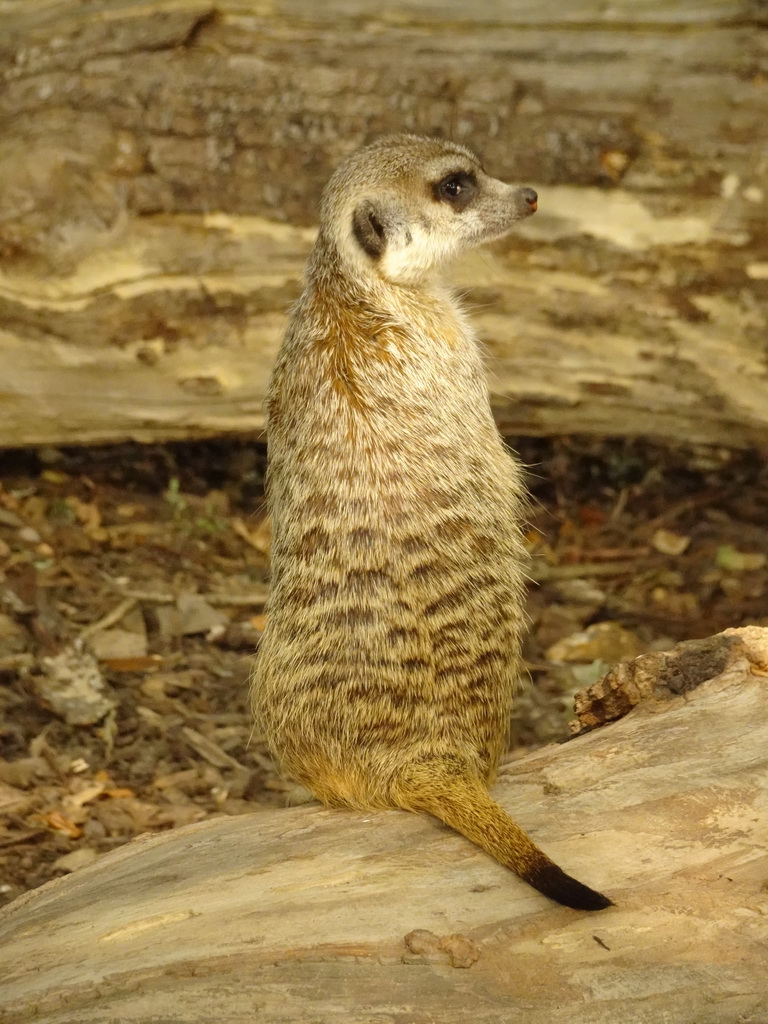 Meerkat at Zoo Veldhoven