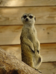 Meerkat at Zoo Veldhoven