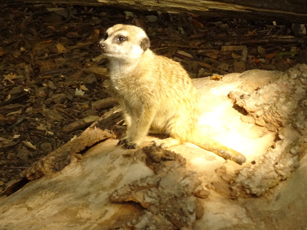 Meerkat at Zoo Veldhoven