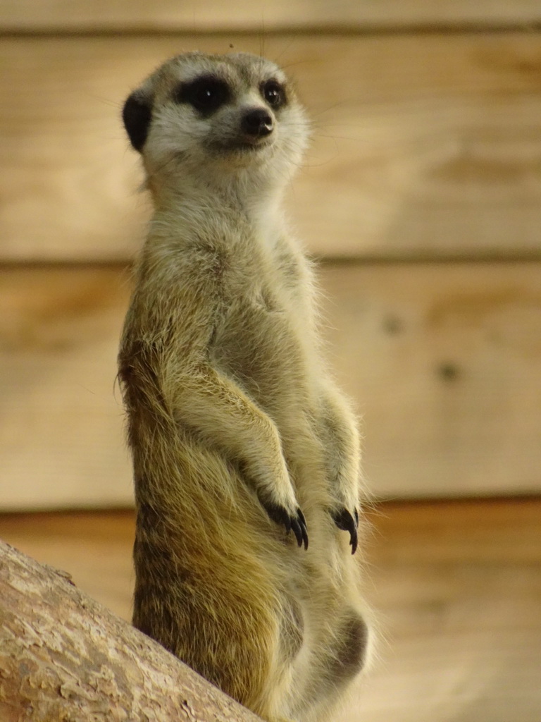 Meerkat at Zoo Veldhoven