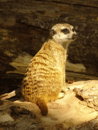 Meerkat at Zoo Veldhoven