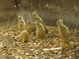 Meerkats at Zoo Veldhoven