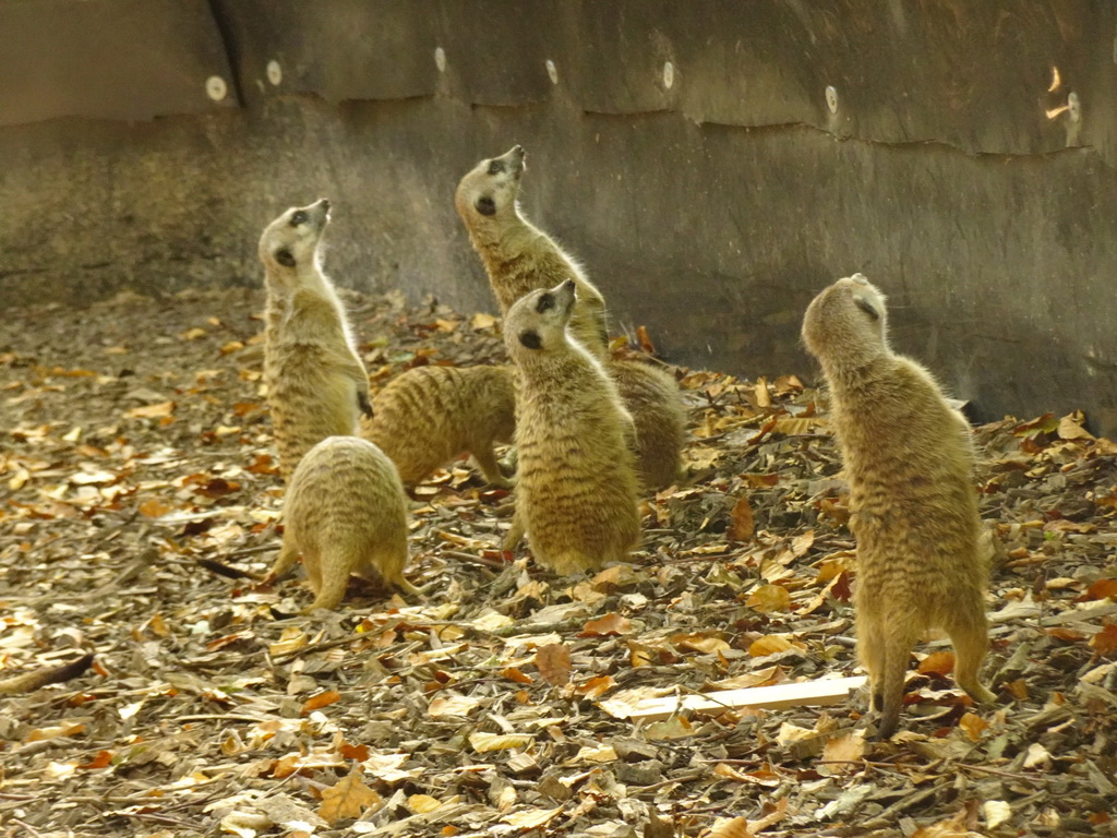 Meerkats at Zoo Veldhoven