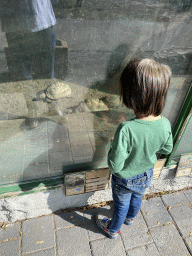 Max looking at Tortoises at Zoo Veldhoven, with explanation