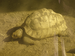 Tortoise at Zoo Veldhoven