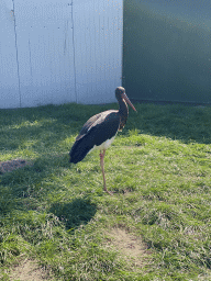 Black Stork at Zoo Veldhoven