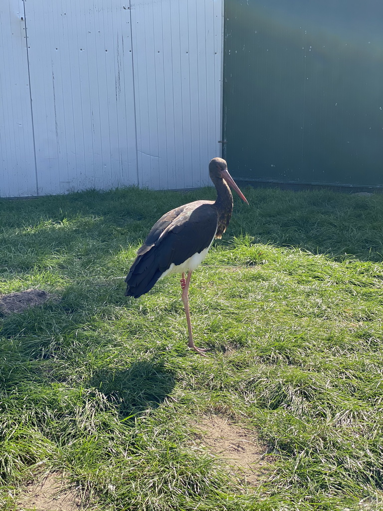 Black Stork at Zoo Veldhoven