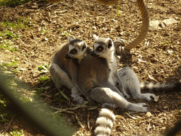 Ring-tailed Lemurs at Zoo Veldhoven