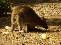 Kangaroo at Zoo Veldhoven