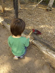 Max feeding a Parrot at Zoo Veldhoven