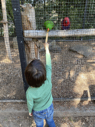 Max feeding Parrots at Zoo Veldhoven