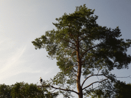Tree with a Stork at Zoo Veldhoven