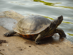 Turtle at Zoo Veldhoven