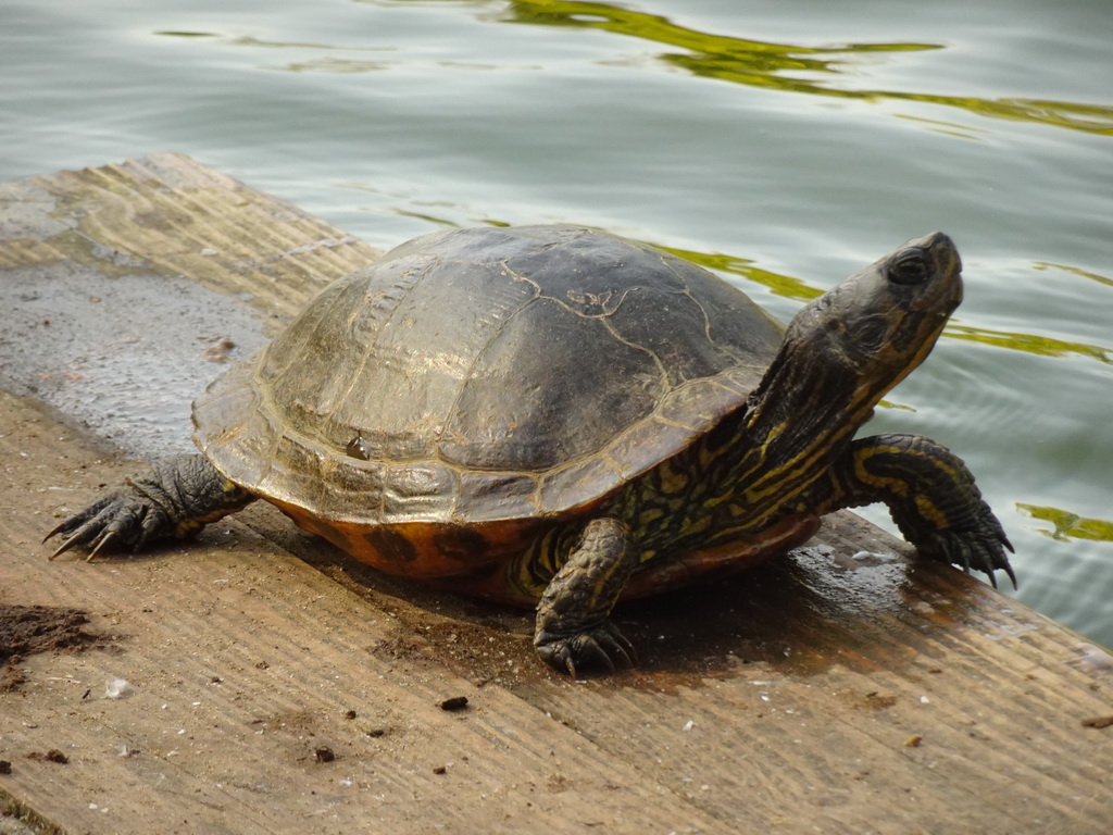 Turtle at Zoo Veldhoven