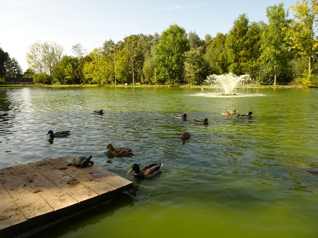 Pond with fountain, ducks, turtle at Zoo Veldhoven