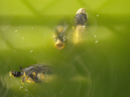 Fishes and turtle at Zoo Veldhoven