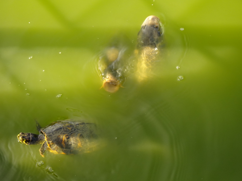 Fishes and turtle at Zoo Veldhoven