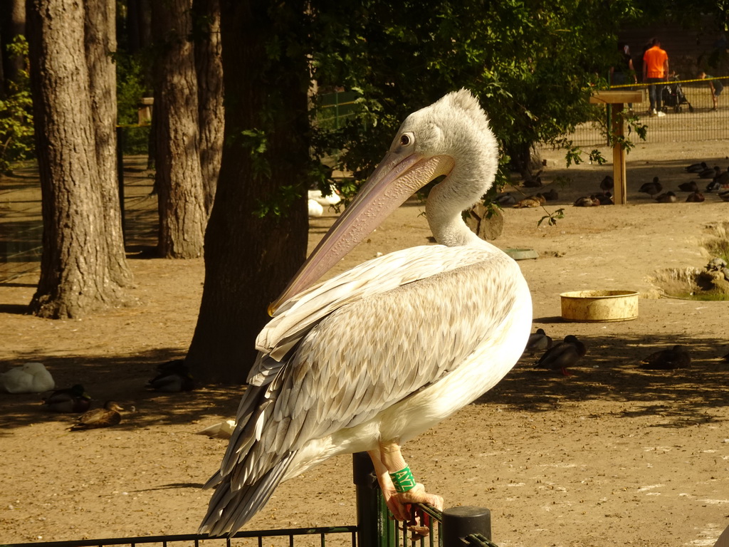 Pelican at Zoo Veldhoven