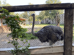 Ostrich at Zoo Veldhoven