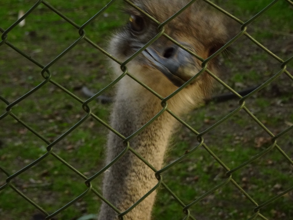 Head of a Ostrich at Zoo Veldhoven