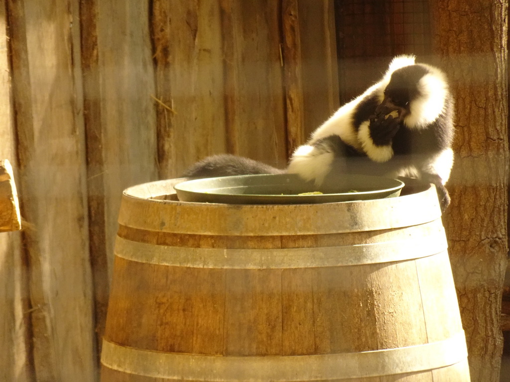 Black-and-white Ruffed Lemur at Zoo Veldhoven