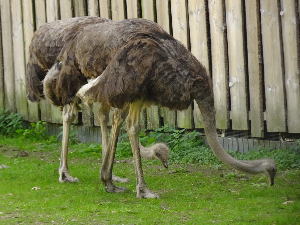 Ostriches at Zoo Veldhoven