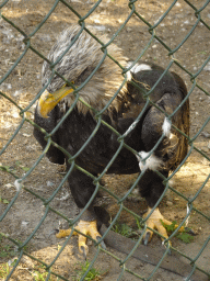 Steller`s Sea Eagle at the Aviary with Birds of Prey at Zoo Veldhoven