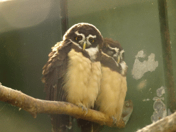 Owls at the Aviary with Birds of Prey at Zoo Veldhoven