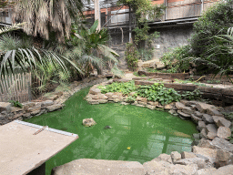 Pond in the Bamboo Jungle hall at Zoo Veldhoven