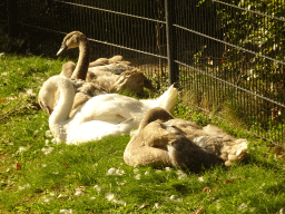 Swans at Zoo Veldhoven