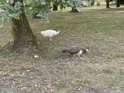 Peacocks at Zoo Veldhoven